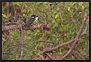 afrikaanse reuzenijsvogel MG 9906 kopie